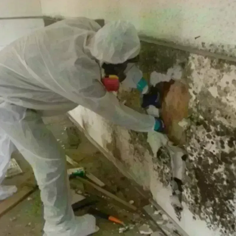 Mold Remediation and Removal in DeKalb County, GA